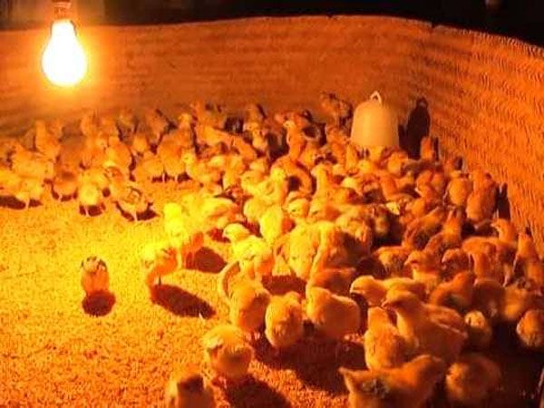 Cách Nuôi Gà Đá Tăng Cường Sức Khỏe Và Chiến Đấu 3 Cách Nuôi Gà Đá Tăng Cường Sức Khỏe Và Chiến Đấu